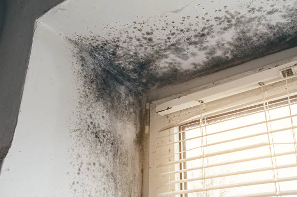 Affordable Mold Inspection And Testing solutions in Sterling, IL